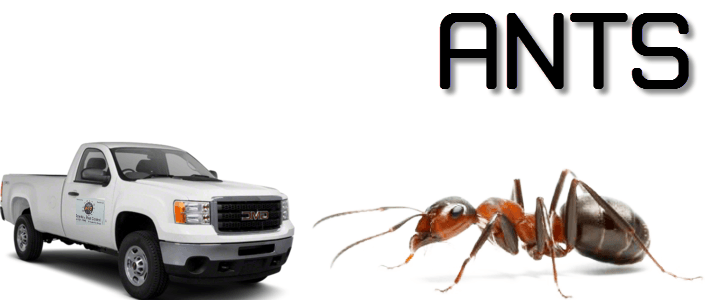 drywood termite control