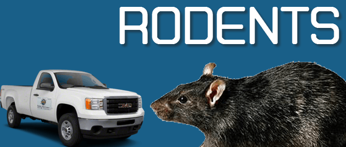 wasps control Brownsville texas