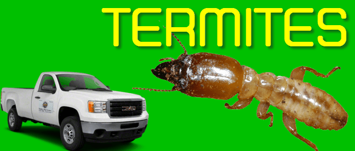 rodents control Brownsville texas