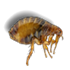 flea