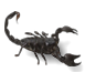 scorpion texas