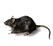 Rodents
