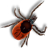 ticks